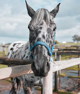 Buy stock photo Portrait of a horse standing in an enclosed pasture on a farm