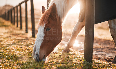 Buy stock photo Shot of a horse grazing in an enclosed pasture on a farm