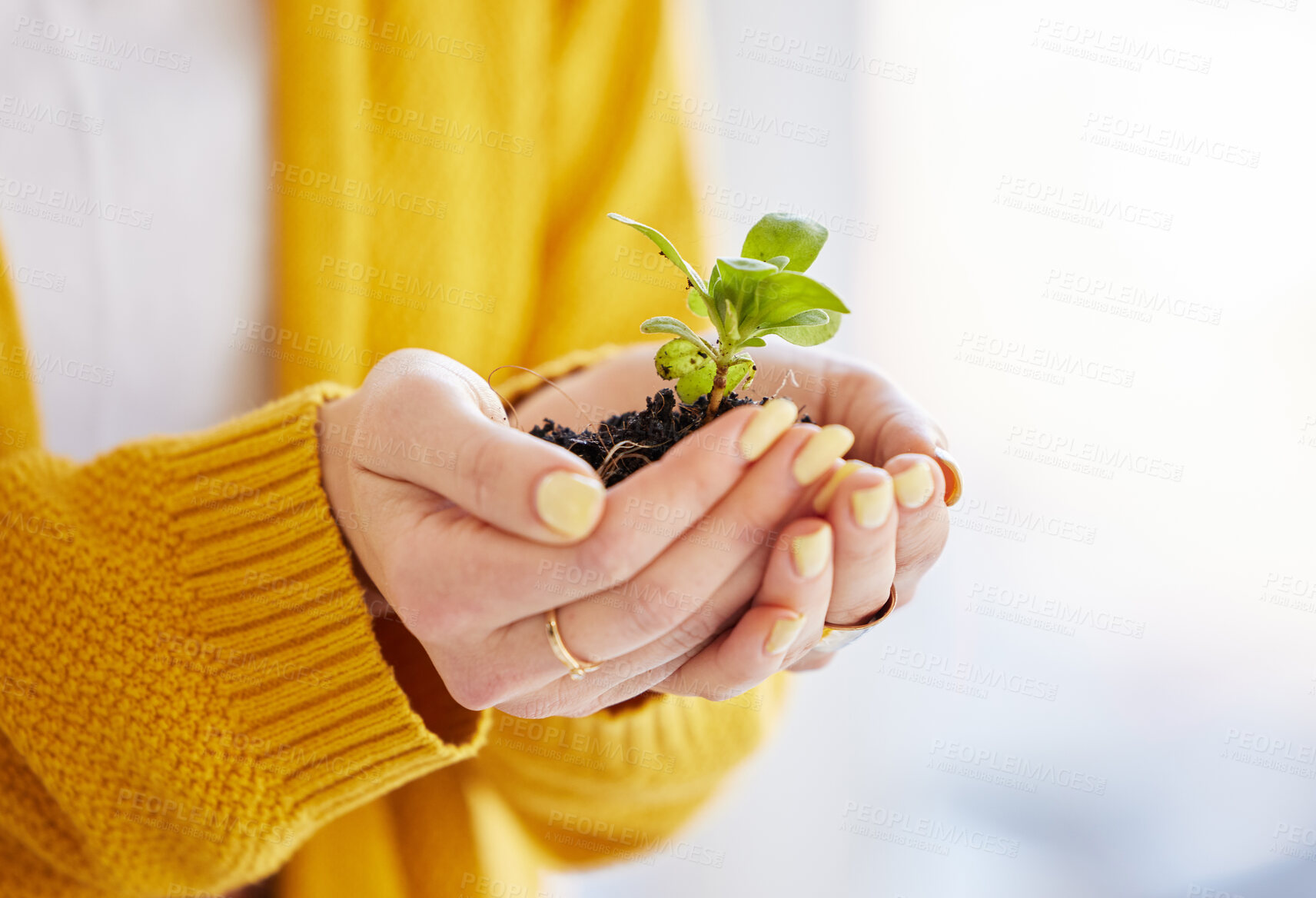 Buy stock photo Shot of an unrecognisable woman holding a plant growing out of soil