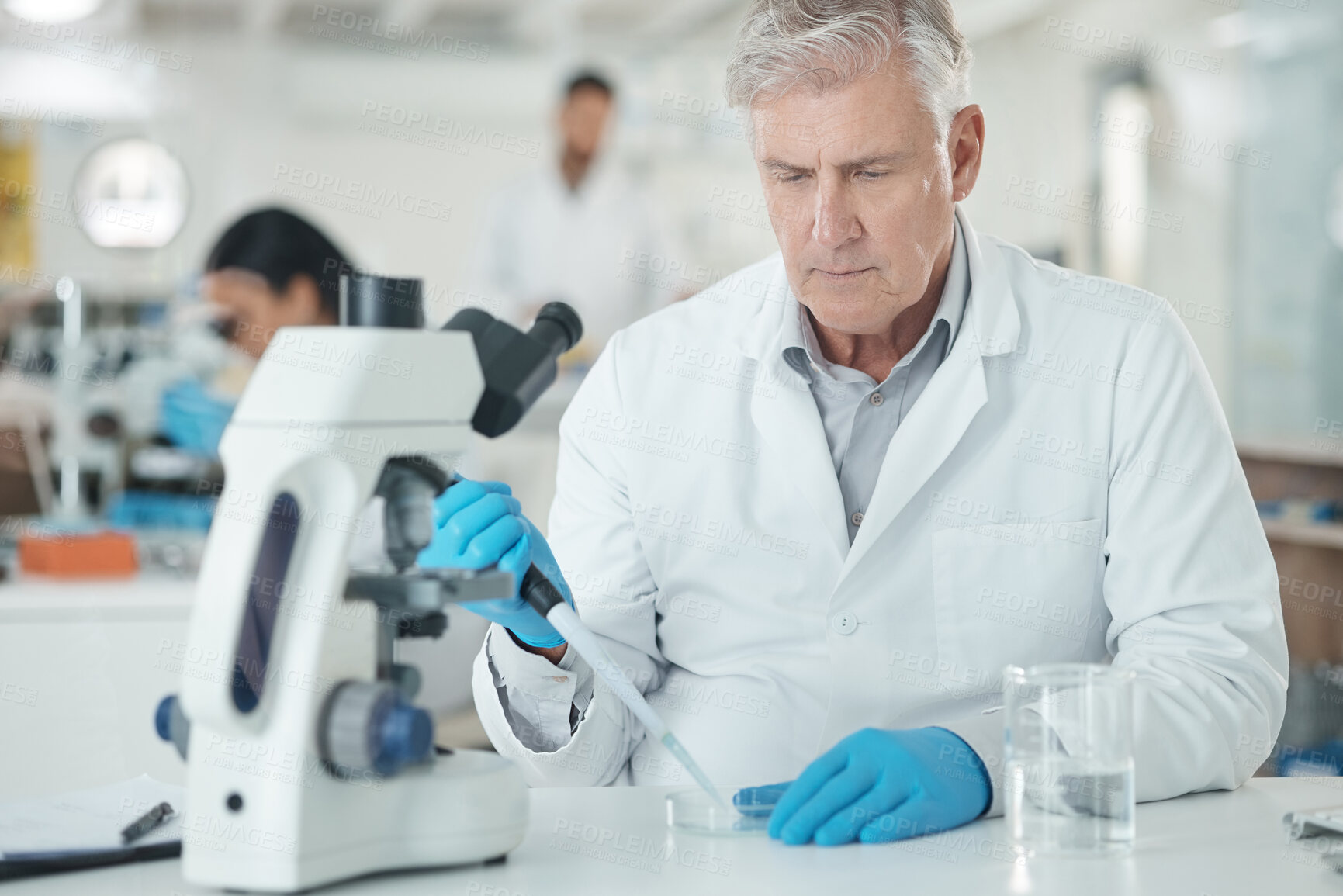 Buy stock photo Scientist, man and sample with microscope in lab of disease experiment, medical study and dna process. Mature, researcher and pipette of molecule research, biotechnology vaccine and medicine solution