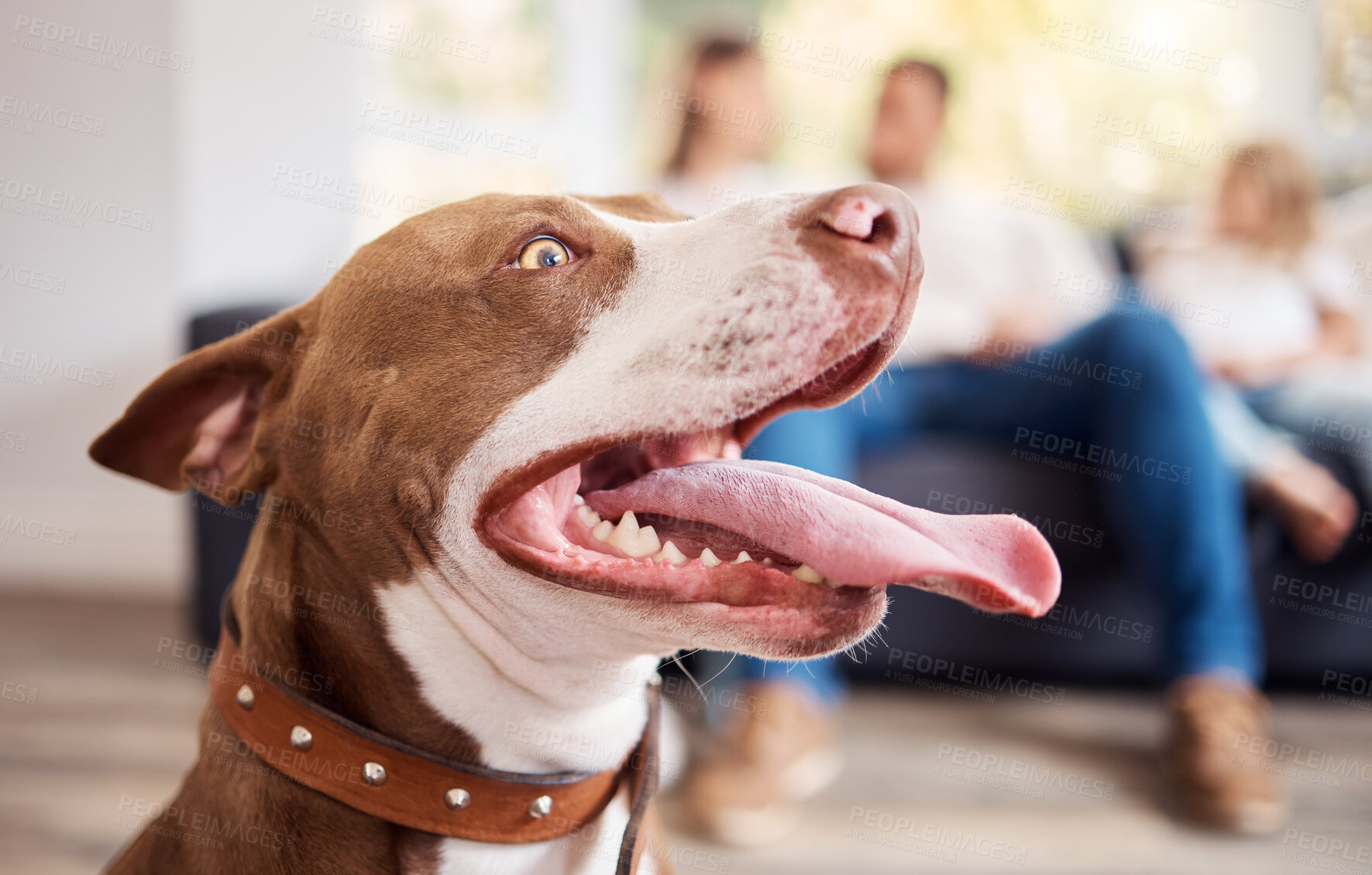 Buy stock photo Shot of an American Pit Bull Terrier sitting at a home while his family relax behind him
