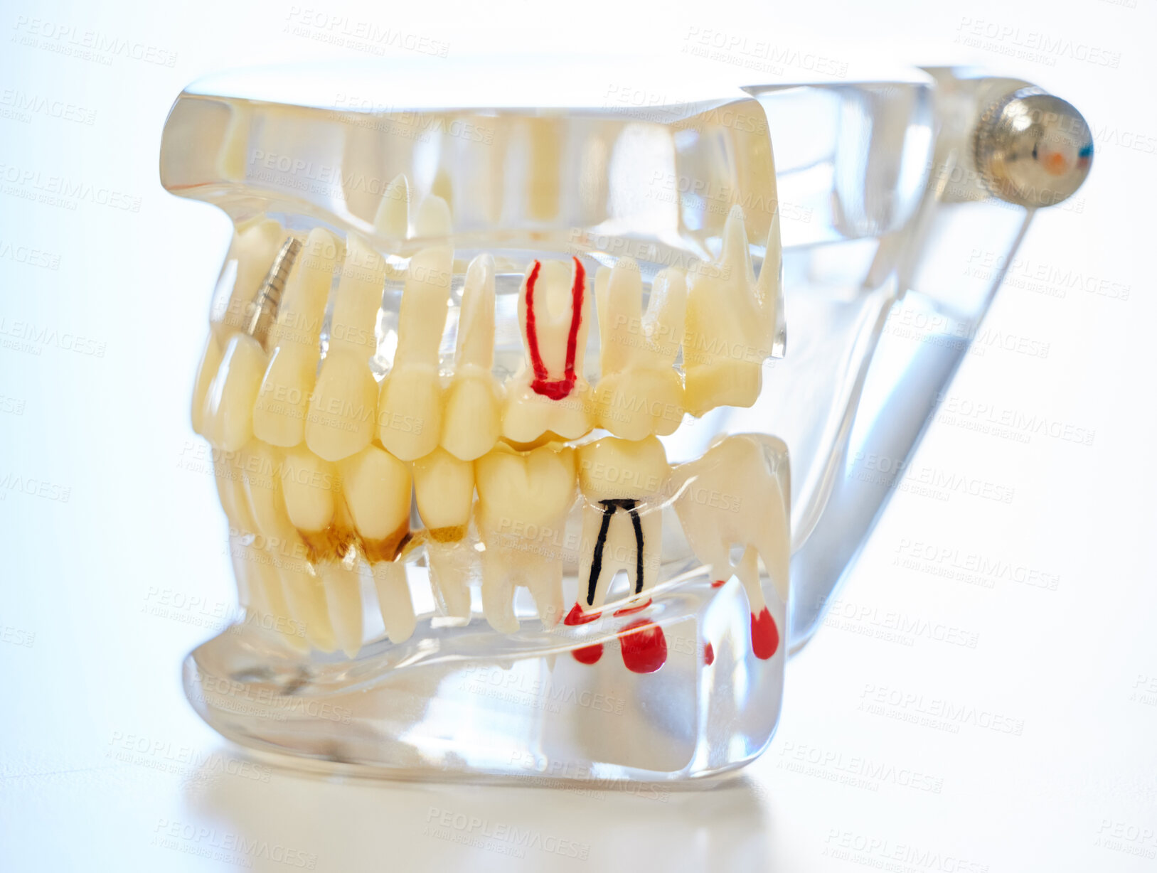 Buy stock photo Teeth model, healthcare and dentist on table for dental education, tooth whitening and oral care. Dentistry, patient awareness and orthodontist with tool for mouth hygiene, dentures or gum inspection