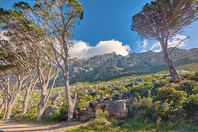 Buy stock photo Vibrant, beautiful plants surrounding Table mountain in Cape town, South Africa on a sunny morning. Tall trees and lush green bushes growing in peaceful harmony. Calm, fresh, and soothing nature 