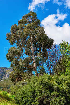 Buy stock photo Plants, trees and nature on a mountain, park or field against a cloudy blue sky on a summer day. Remote landscape view of greenery, vegetation and bushes in a natural environment in the countryside