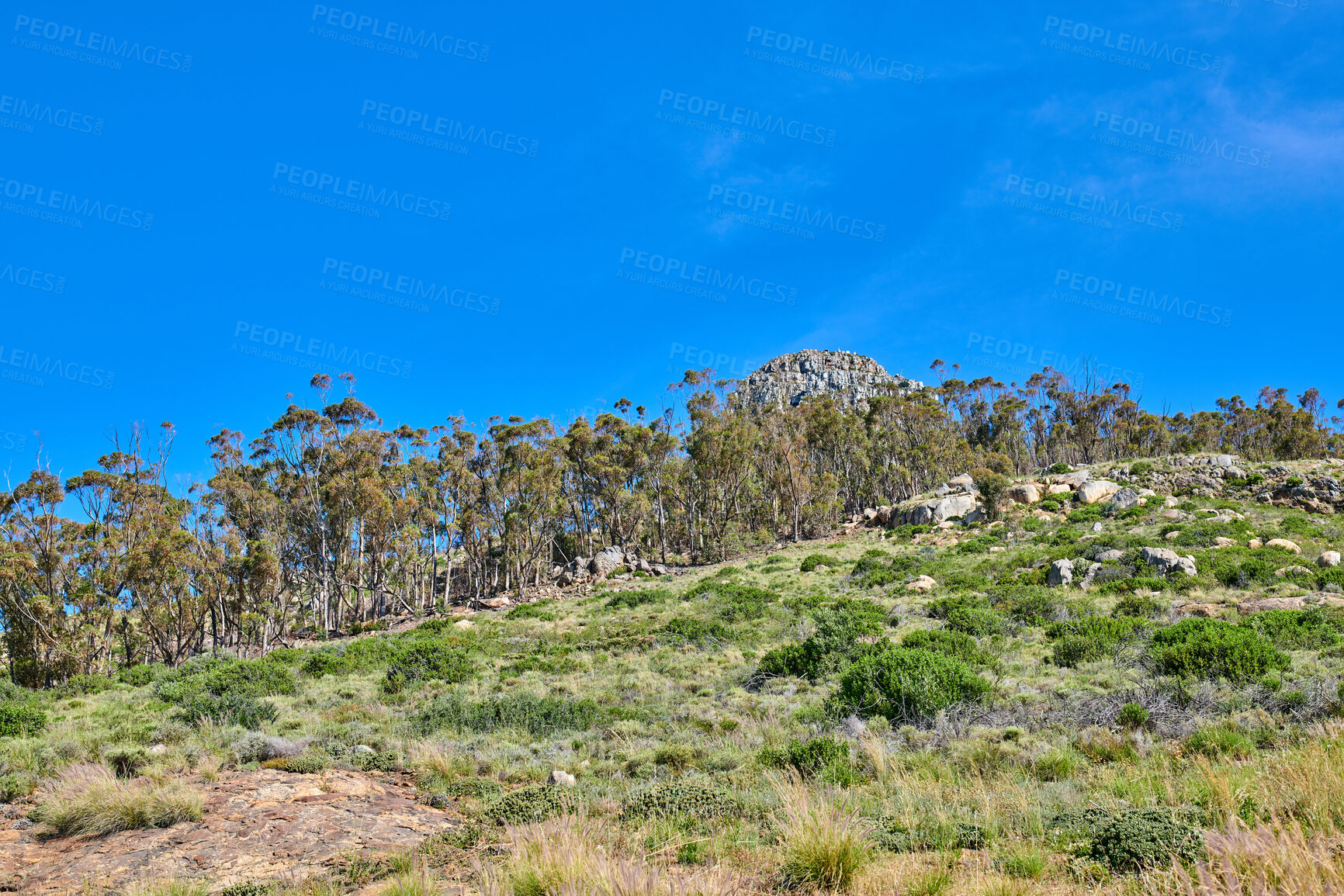 Buy stock photo Rocky landscape of a mountain in sunny Cape Town, South Africa. Lush green plants and bushes growing against a blue sky background. Relaxing, soothing views of Lions Head, calm peak and fresh air