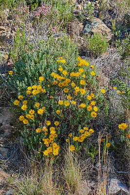 Buy stock photo Beautiful, colorful flowers in a green natural landscape on a spring day in nature. Bright, outdoor setting with rocks, tall grass and yellow plant life. Relaxing outdoors view of blossoms growing