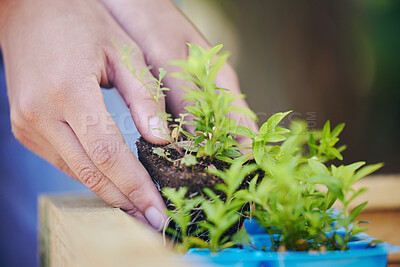 Buy stock photo Person, hand and plant soil for earth day in closeup with growth and seed sprout for sustainable gardening. Spring, leaf and eco friendly agriculture for environmental awareness and accountability