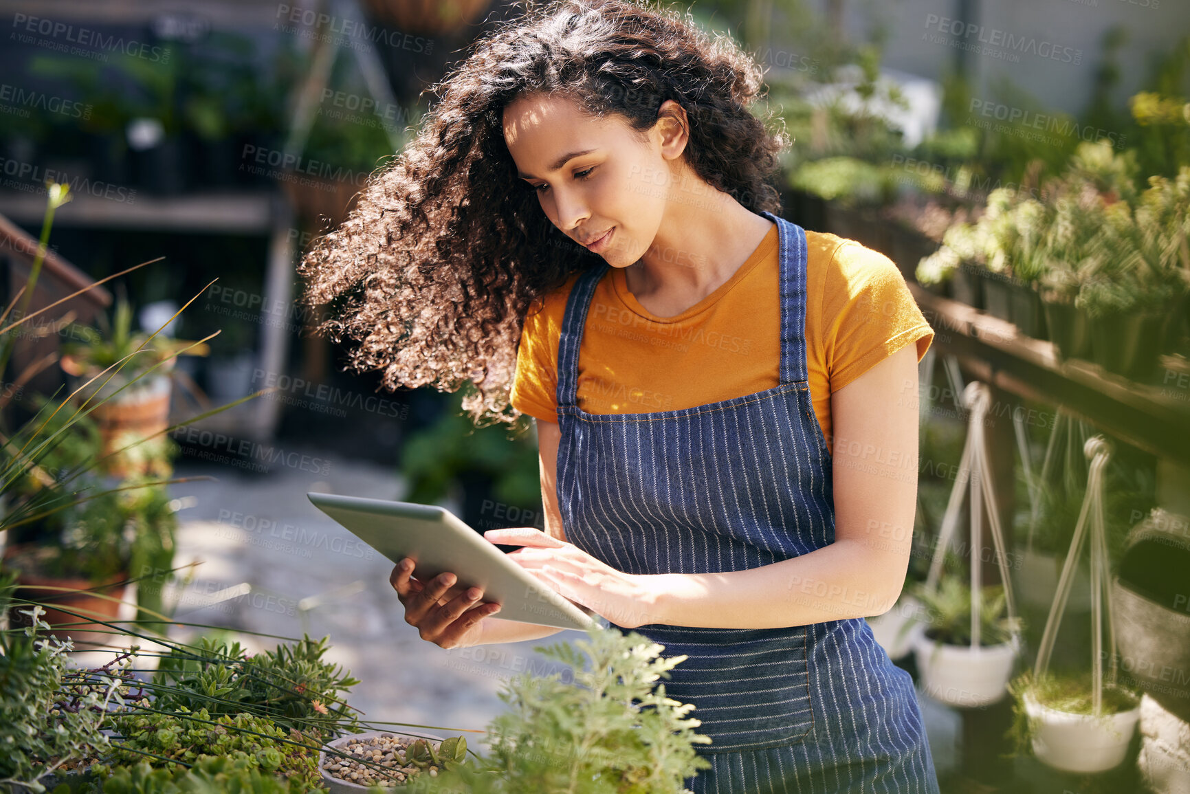 Buy stock photo Woman, flowers and inspection with tablet for garden business, service or natural growth in nature. Female person, florist or gardener monitoring plants on technology for agriculture or conservation