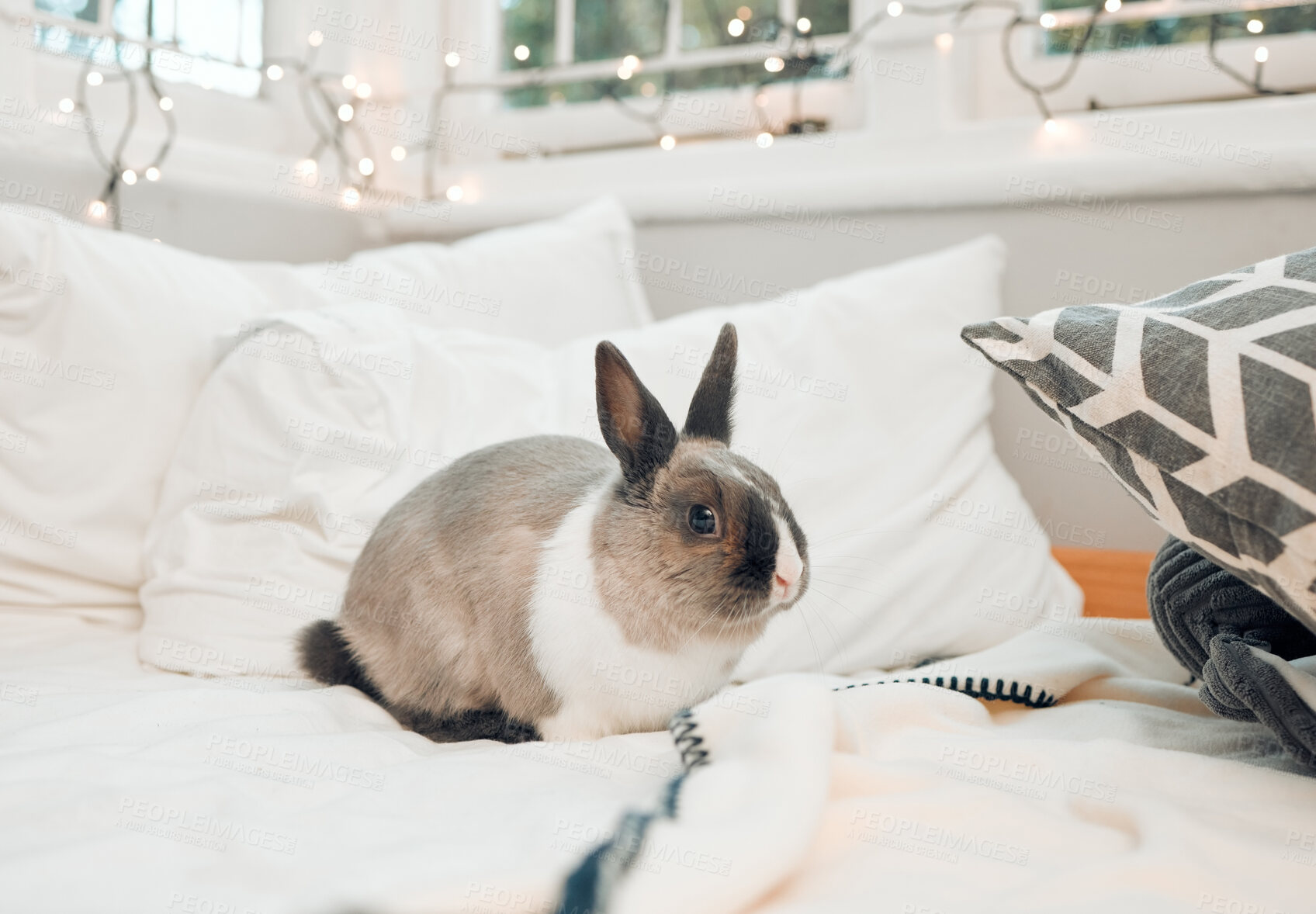 Buy stock photo Resting, bedroom and rabbit in house, pet friendly and symbol for Easter, celebration and fur. Animal, bed and home with bunny, natural and comfort with care, playful and fun with blanket and pillow