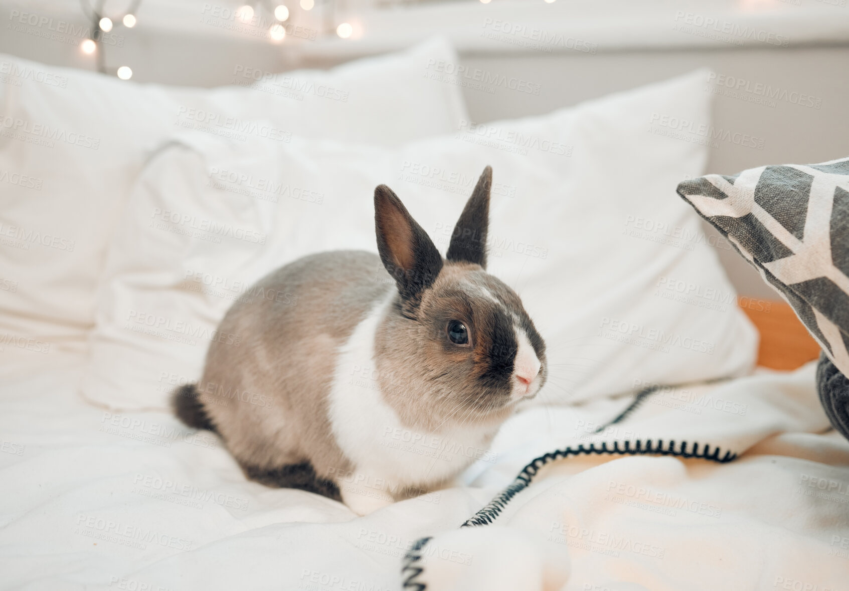 Buy stock photo Blanket, bedroom and rabbit in house, pet friendly and symbol for Easter, celebration and fur. Animal, bed and home with bunny, natural and comfort with care, playful and fun with pillow and rest