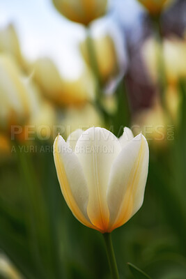 Buy stock photo Beautiful white tulips in my garden in early springtime