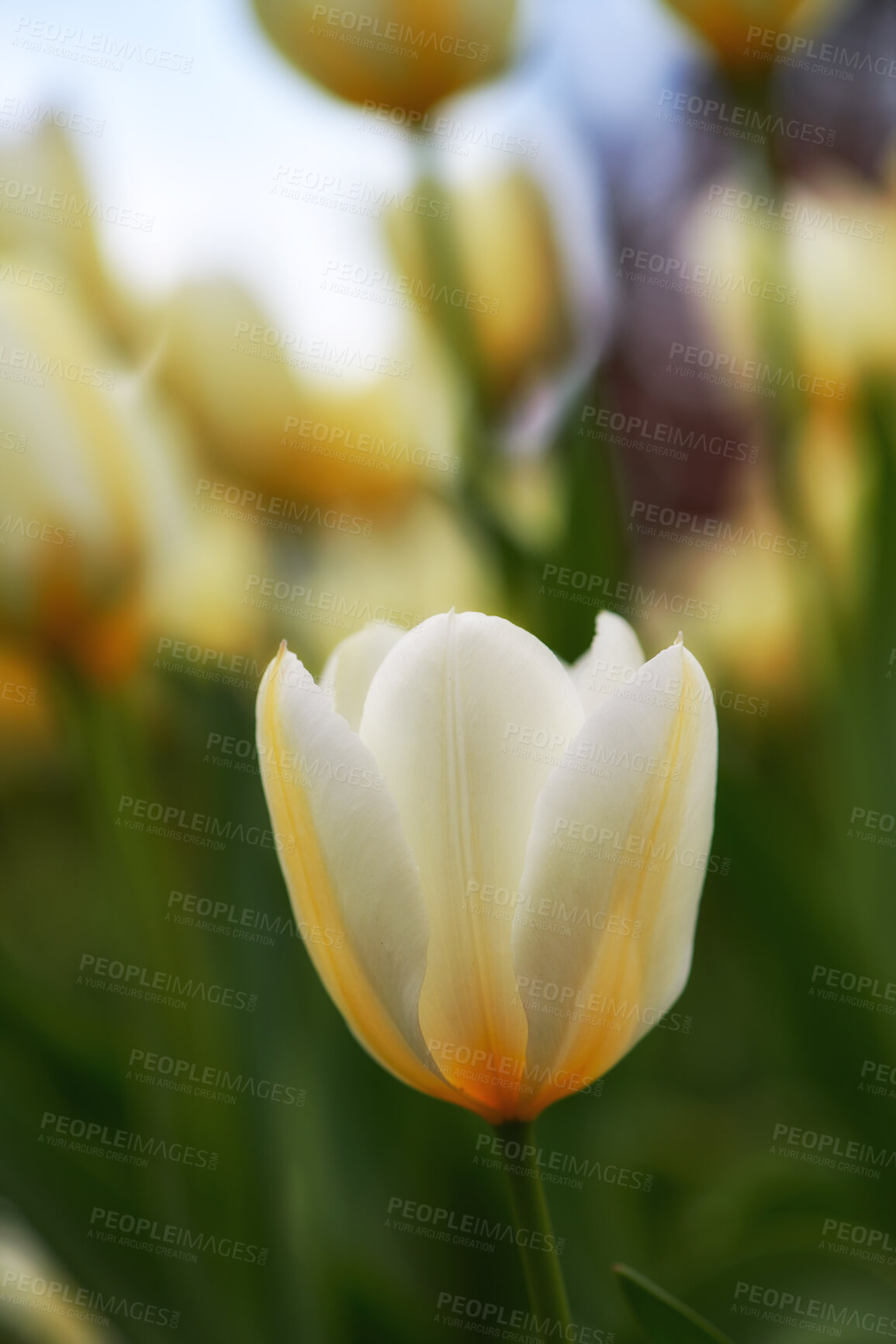 Buy stock photo Beautiful white tulips in my garden in early springtime