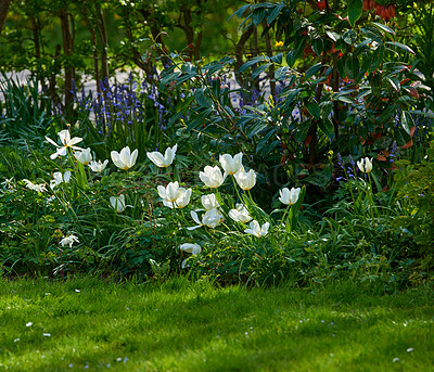 Buy stock photo Flowers and plants growing in a backyard, lawn or nature garden in summer. Beautiful landscape view of bushes, shrubs and grass in a park, field or in the countryside or natural environment