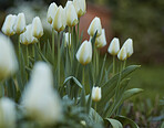 a photo of beautiful white tulips in the garden in early springtime