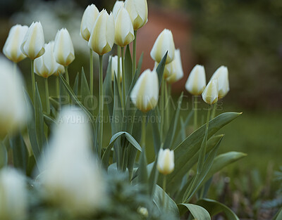 Buy stock photo Beautiful Tulips growing in a landscaped garden outdoors in a backyard on a spring morning.Closeup detail of vibrant white flowers starting to bloom in green nature. Plants blossom in botanical park