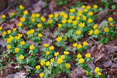 Buy stock photo Beautiful, colorful and pretty yellow flowers growing in garden on a sunny spring day outside from above. Closeup of eranthis hyemalis or winter aconite blossoming, blooming and flowering in nature