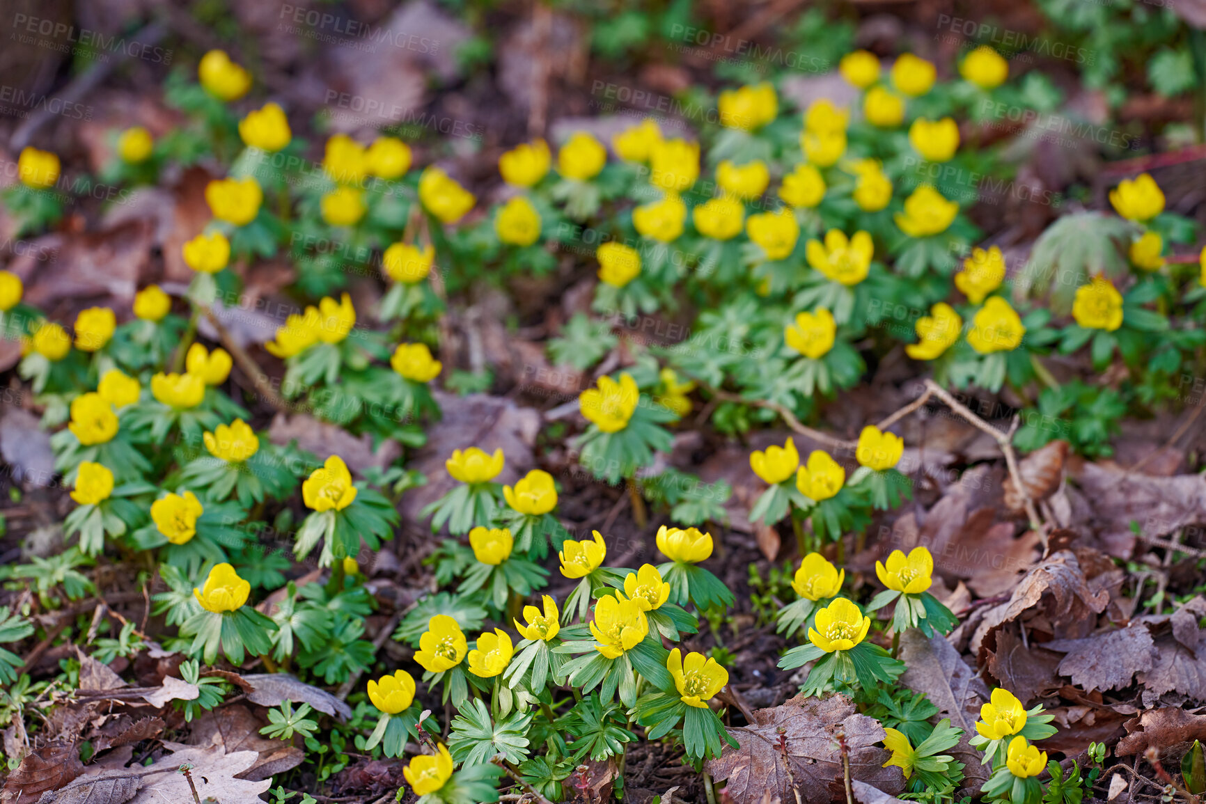 Buy stock photo Beautiful, colorful and pretty yellow flowers growing in garden on a sunny spring day outside from above. Closeup of eranthis hyemalis or winter aconite blossoming, blooming and flowering in nature