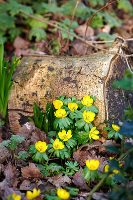 Buy stock photo Closeup, beautiful and fresh winter flowers growing in forest, woods or remote countryside meadow. Wild yellow aconite or wolf's bane blooming for traditional medicine, healing and holistic treatment