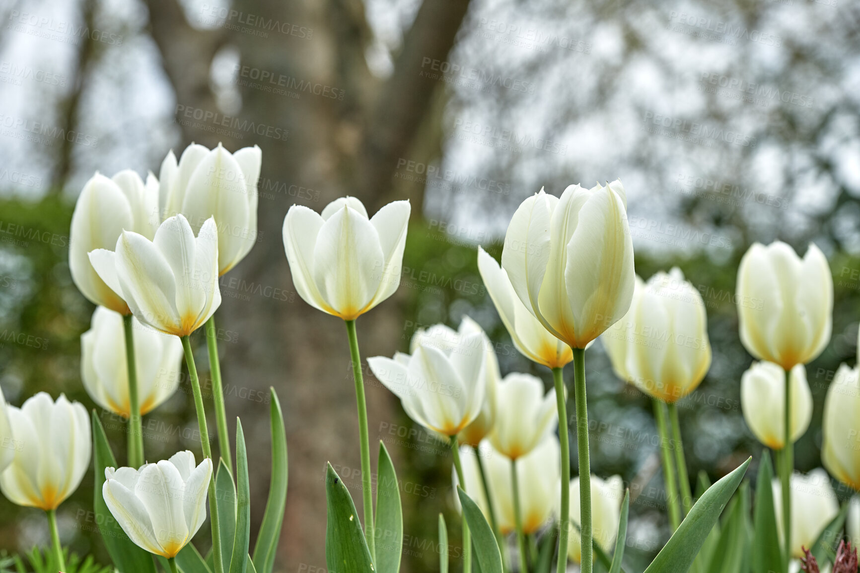 Buy stock photo Beautiful white tulips in my garden in early springtime