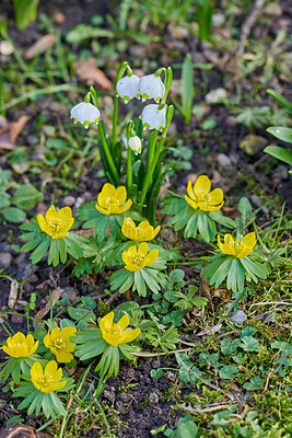 Buy stock photo Beautiful, peaceful and wild flowers living, growth in the beginning of spring. Yellow and white colorful blooming plants in natural wet soil in the outdoors. Garden plants in the living environment.