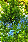 Bluebells in my garden