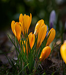 Beautiful crocus