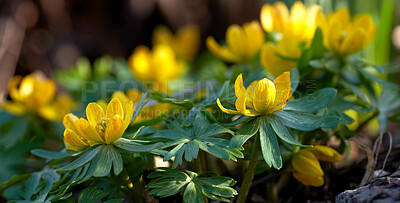 Buy stock photo Closeup of beautiful yellow flowers in a peaceful forest on a sunny day. Zoom in on vibrant green leaves and blooms of Winter Aconite in a garden. Macro details of vibrant cultivated plants 