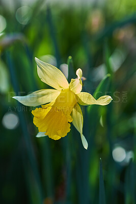 Buy stock photo Closeup, yellow and spring flower garden blooming against green bokeh copy space background. Vibrant, texture and detail of wild daffodil or trumpet narcissus plant flowering in lush nature yard