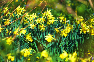 Buy stock photo Beautiful, yellow and green flowers in garden blooming outside in nature during summer. Daffodil blossom in natural botanical environment. Gorgeous narcissus close up under sunshine in a lush yard
