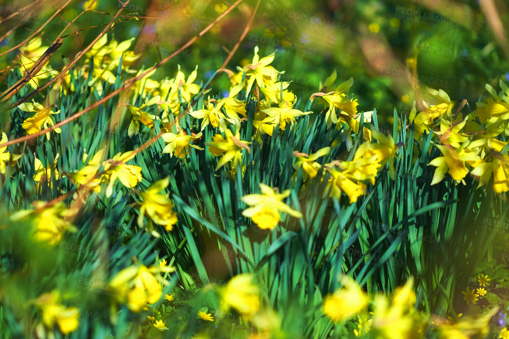 Buy stock photo Beautiful, yellow and green flowers in garden blooming outside in nature during summer. Daffodil blossom in natural botanical environment. Gorgeous narcissus close up under sunshine in a lush yard
