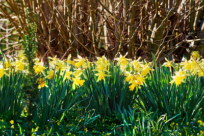 Buy stock photo Beautiful, wild and colorful yellow flowers growing outside in natural environment in nature. Landscape of Narcissus daffodils plants in a green floral park or field on a bright and sunny summer day