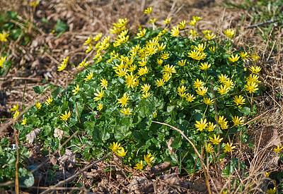 Erantis - yellow spring flowers
