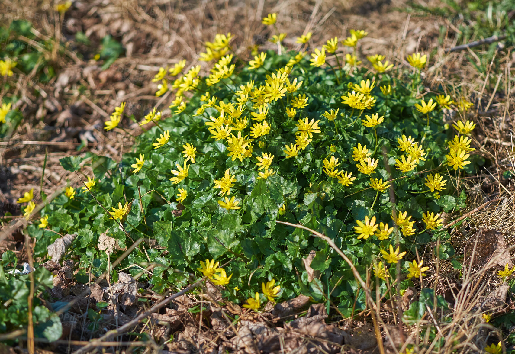 Buy stock photo Beautiful yellow flowers growing in a forest or nature enviroment. Closeup of lesser celandine, poisonous flowering plant from the ficaria species blooming amongst autumn leaves and brown grass 