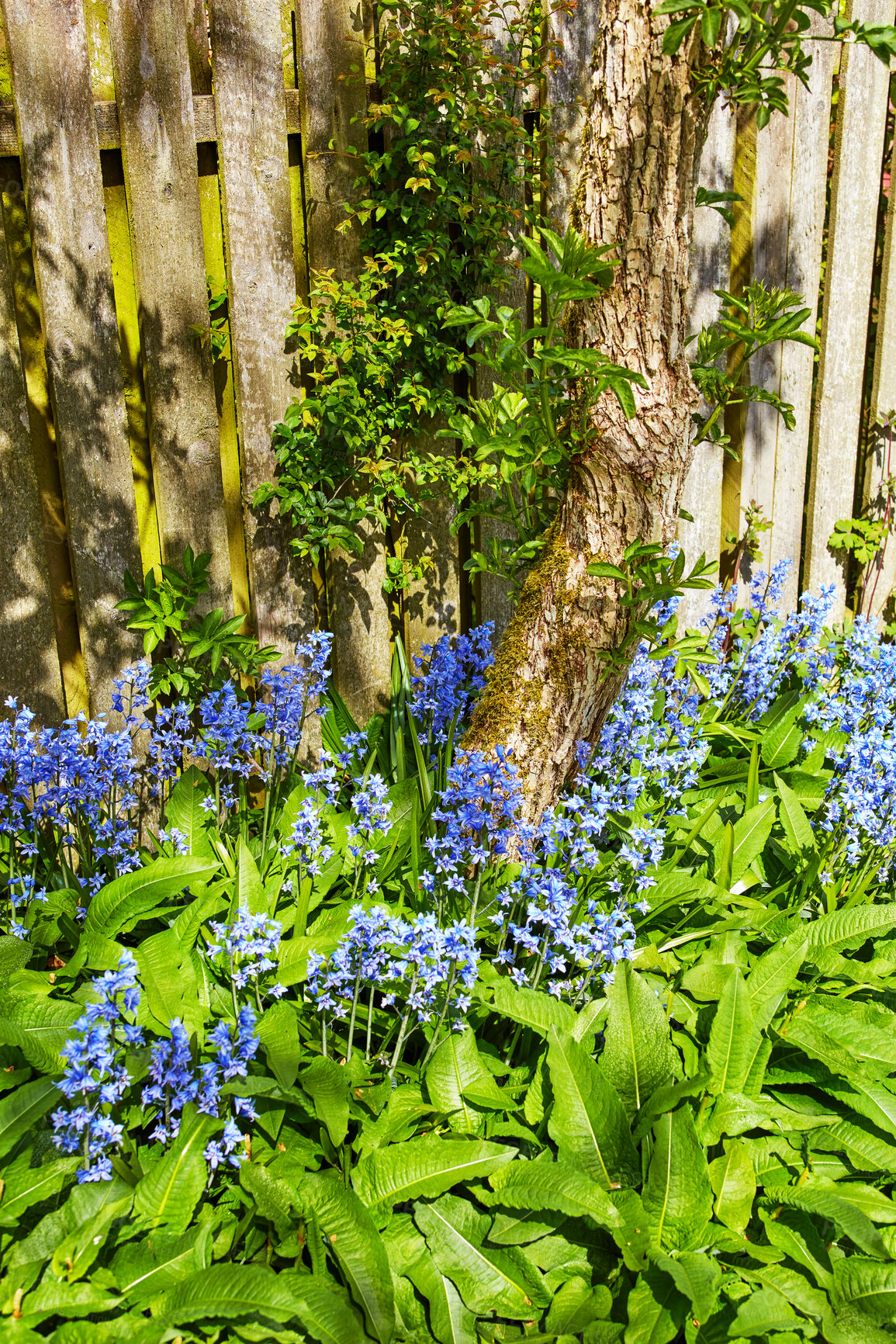 Buy stock photo Beautiful, fresh and colorful flowers and green plants in a home garden, backyard or nature park in summer. Spanish bluebells growing, flowering and blooming in private, secluded and landscaped yard