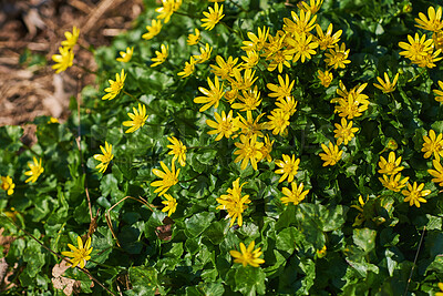 Buy stock photo Beautiful, colorful and vibrant flower bush with yellow petals and green leaves growing in sunshine outside in nature. Closeup of pretty Ficaria verna in an organic floral garden on sunny spring day