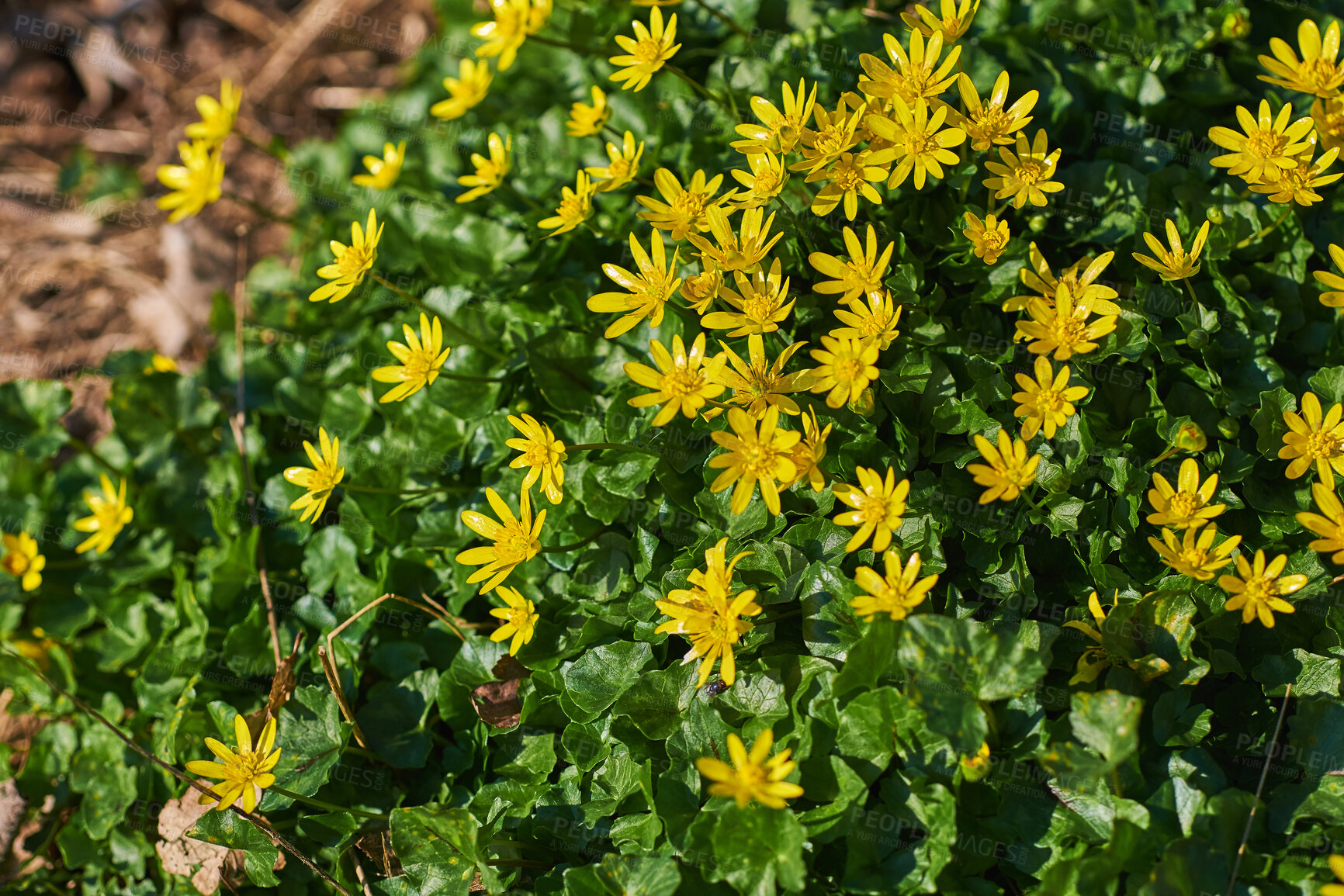 Buy stock photo Beautiful, colorful and vibrant flower bush with yellow petals and green leaves growing in sunshine outside in nature. Closeup of pretty Ficaria verna in an organic floral garden on sunny spring day