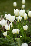 White tulips in my garden