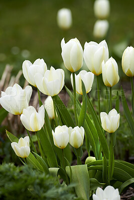 Buy stock photo Closeup of white flowers blooming in a garden on a sunny day. Zoom on seasonal flowers growing in a quiet, serene forest with harmony in nature. Macro details of lush tulips in nature 