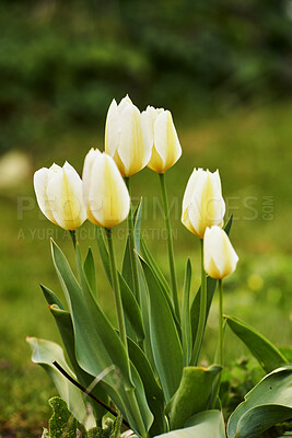 Buy stock photo Beautiful flowers growing and blooming in a landscaped garden. Closeup view of Tulips blossoming in spring in nature. Tulipa gesneriana flowering plants growing in a botanical forest or field