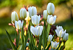 White tulips in my garden