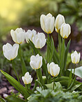 White tulips in my garden