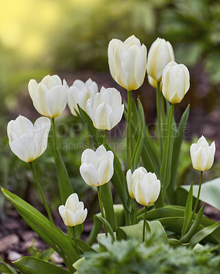 Buy stock photo Beautiful white tulips in my garden in early springtime