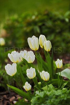 Buy stock photo Beautiful closeup of flowers blooming in garden or forest grassland on a Spring or Summer day. Pretty white tulips blossoming and growing in nature with a green field and soil background.