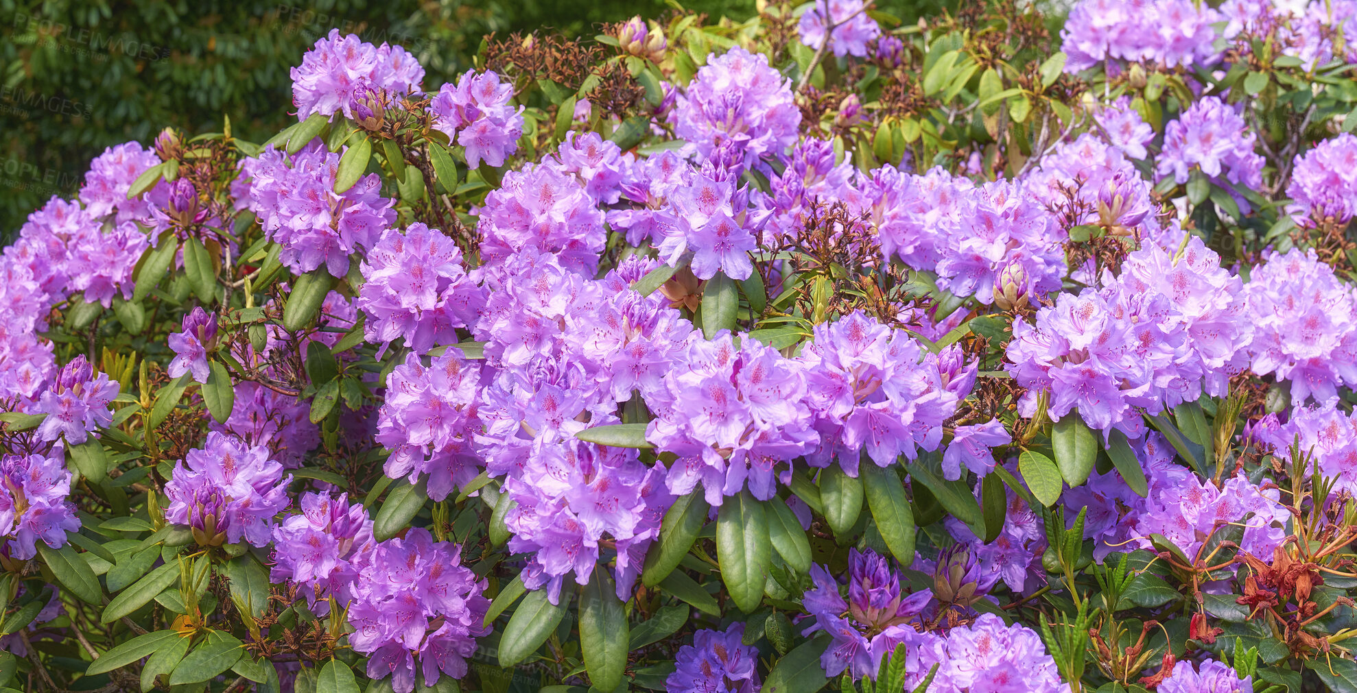 Buy stock photo A series of photos of rhododendron in garden