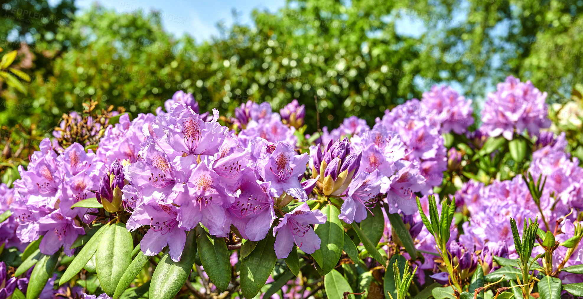 Buy stock photo A series of photos of rhododendron in garden