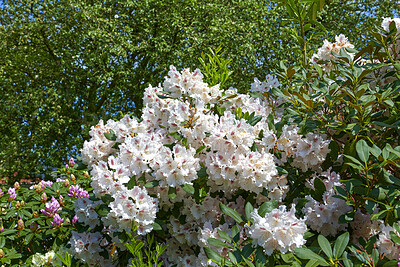 Buy stock photo Rhododendron is a genus of 1,024 species of woody plants in the heath family, either evergreen or deciduous, and found mainly in Asia, although it is also widespread throughout the Southern Highlands of the Appalachian Mountains of North America.