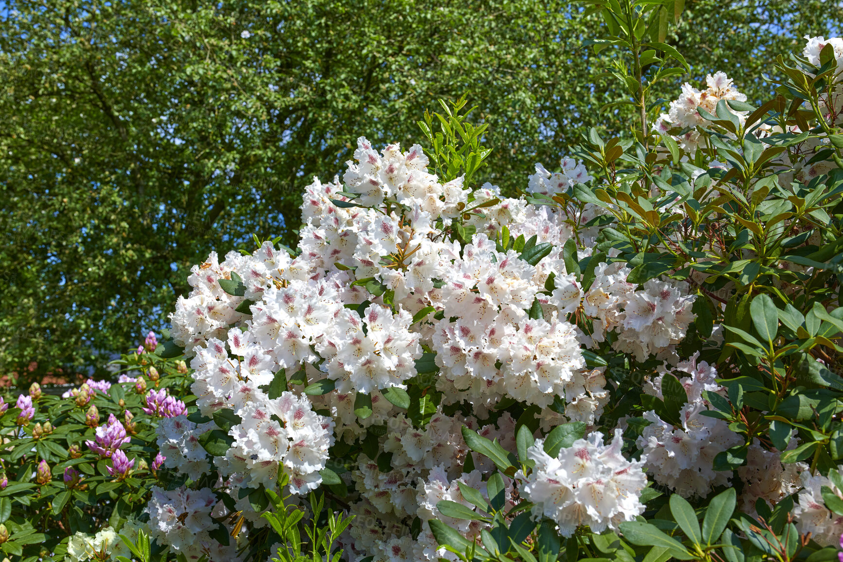 Buy stock photo Rhododendron is a genus of 1,024 species of woody plants in the heath family, either evergreen or deciduous, and found mainly in Asia, although it is also widespread throughout the Southern Highlands of the Appalachian Mountains of North America.