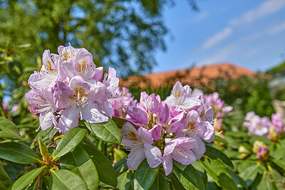 Buy stock photo A series of photos of rhododendron in garden