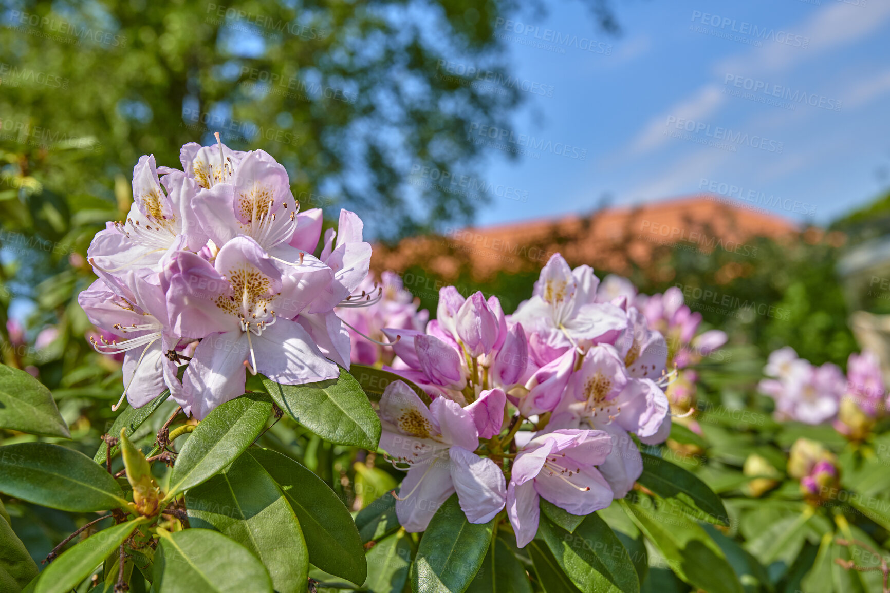 Buy stock photo A series of photos of rhododendron in garden