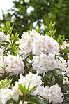 Rhododendron - garden flowers in May